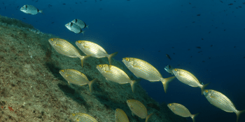 Punta Contessa